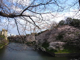 chidorigafuchi sakura.JPG