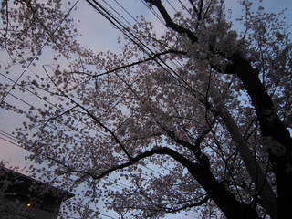 2015.sakura.JPG